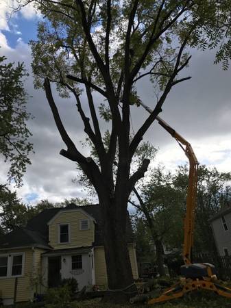Tree service 1