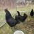Ayam Cemani Laying Hens (laying now) 3 thumbnail