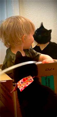 Free Cat to good home (1yr old) (Tacoma)63853557713411121