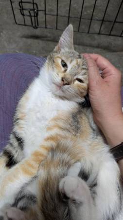 Kitten Adoption Event Oct 2nd 4 - 7 pm - @ The Black Cat (dublin / pleasanton / livermore)63909865769219124