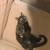 Old tortie cat 1 thumbnail