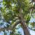 Bay Area Tree Service, Trimming, Removal - $25 Off Coupon! 5 thumbnail