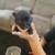 Pug mix puppies 7 thumbnail