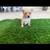 PomChi puppies 4 thumbnail