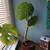 Monstera 2 thumbnail