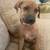 Black Mouth Cur 3 thumbnail