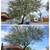 🔴🔴$100 OFF ON TREE TRIMMING! BYNUM TREE AND LANDSCAPE INSURED! 8 thumbnail