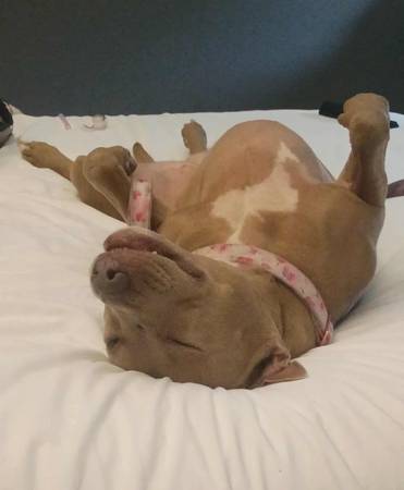 Baby Girl ..(tan female pitbull). MISSING (Pflugerville)64024397532290122