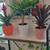 Healthy plant in a ceramic pot 9 thumbnail