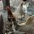 Chickens 4 thumbnail
