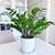 Large ZZ plant, Zamioculcas Zamiifolia 3 thumbnail