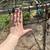 LRG  outdoor dog kennel/run 5 thumbnail