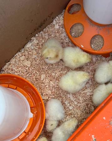 Chickens American Bresse Chicks 1