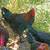 French Black Copper Marans 3 thumbnail