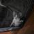 Kittens 6 thumbnail