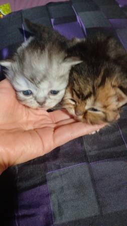 Persains Silver Tip (South San Francisco)63935759492099120