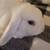 Male Holland Lop Blue Eyes Bunny Rabbit $30 6 thumbnail