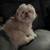 Shih tzu 1 thumbnail