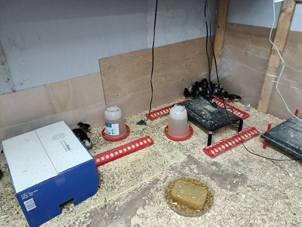 Australorp chicks 1