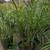 Pygmy Palm 🌴🌴 9 thumbnail