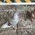 Rehome roller pigeons 4 thumbnail