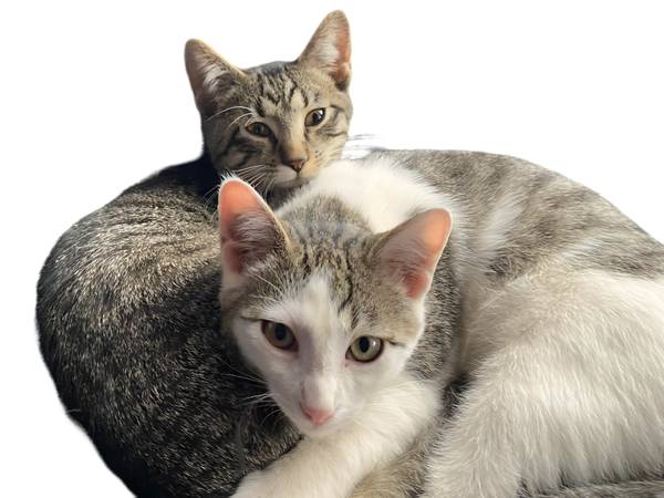 Christmas kittens ready for adoption 1