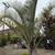 Triangle Palm Tree 4 thumbnail