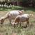 Purebred Nigerian Dwarf Goats (Doelings) 7 thumbnail