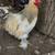 Bantam Cochin rooster 3 thumbnail