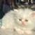 Persain kitten 3 thumbnail