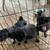 Adorable Female Black Pugs 4 thumbnail