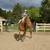 Babysitter Broke, Beginner Safe, Belgian Gelding Broke to Ride & Drive 8 thumbnail
