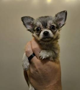 adorable chihuahua PUP 1