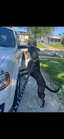 3 year old pitty (Lafayette)63680163165953123