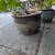 Philodendron Monstera plant in Green Ceramic Pot 4 thumbnail