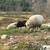 5 Romney/Merrino Sheep for sale 3 thumbnail