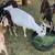 GOATS FOR SALE 2 thumbnail