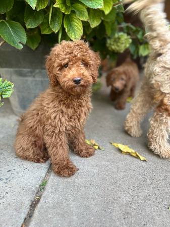Mini Golden Doodle Male (Sacramento)63679254959233120