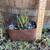 Succulent Planters in Vintage Pots, Sifters, and More 9 thumbnail