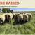 HAMPSHIRE/SUFFOLK YEARLING RAMS 15 thumbnail