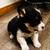 AKC Corgis 4 thumbnail