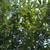 Yellow transparent apple tree 8 thumbnail