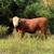 Hereford bulls 9 thumbnail