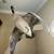 Taxidermy very well kept Goose and ducks 1 thumbnail