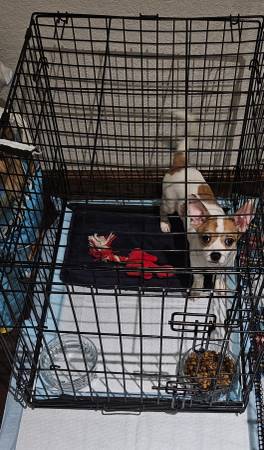 Chihuahua and Maltese mix pups and also some kittens (Bowie tx)63852007017345120