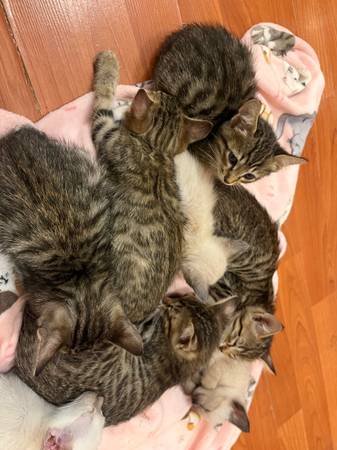 Siamese and Bengal kittens (Philadelphia)63975493009026122