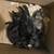 Rehome Kittens 5 thumbnail