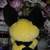 Pikachu Pokemon Plushy 4 thumbnail