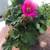 Geranium Flower Plant  Fuchsia color 9 thumbnail