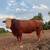Red Angus x Hereford cross Bull 1 thumbnail